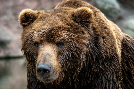 Kamchatka Brown bear (Ursus arctos beringianus). Brown fur coat,