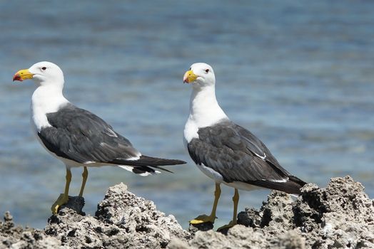 Pacific Gull, Larus pacificus