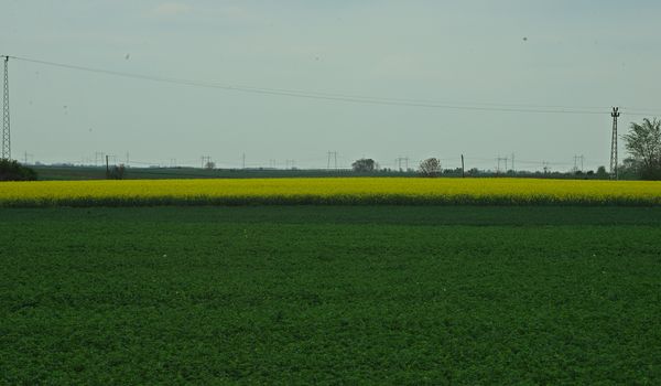 Agricultural fields with soy and canola on a cloudy day