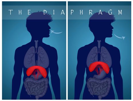 breathe with the diaphragm