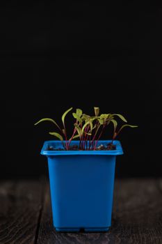 Pepper growing in a pot