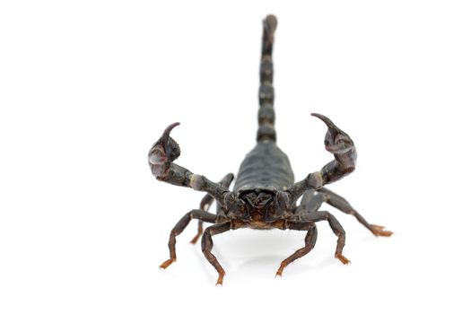 Image of emperor scorpion (Pandinus imperator) on a white backgr