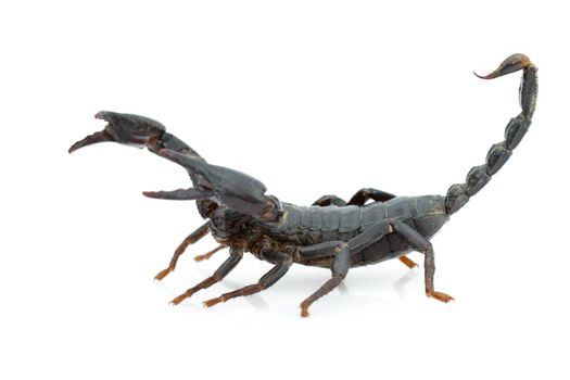 Image of emperor scorpion (Pandinus imperator) on a white backgr