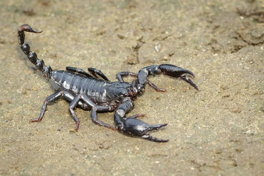Image of emperor scorpion (Pandinus imperator) on the ground. In