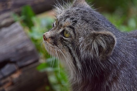 Close up side profile portrait of manul Pallas cat