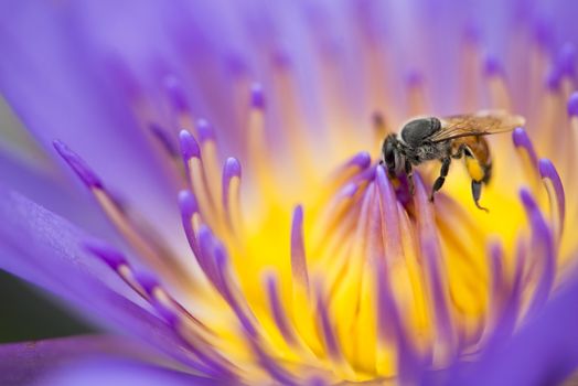 Closeup bee looking for honey from flower lotus purple and yello