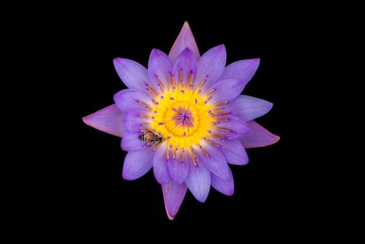 Isolated of purple lotus flower on black background 