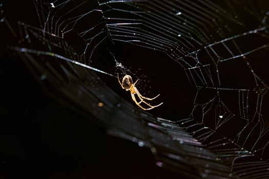 Small spider on the web in the dark forest.