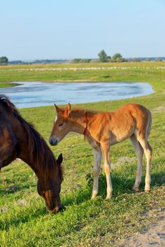 Foal with his mother in a field