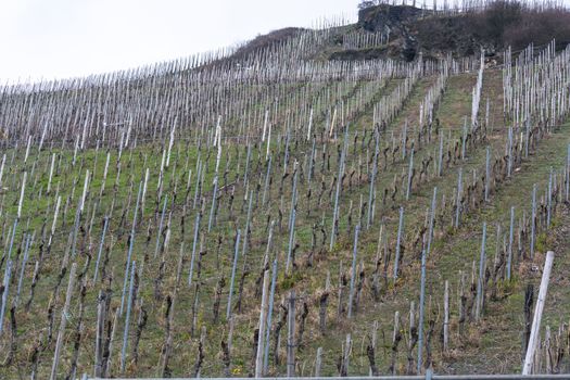 Vineyards on the Mosel river in spring.