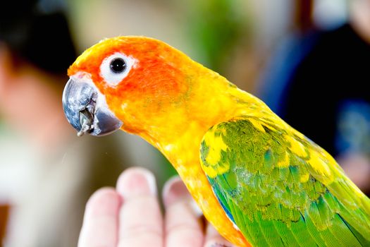 Closeup Yellow parrot on hand 