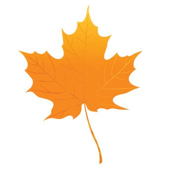 Orange maple leaf isolated on a white background. Autumn element for your design. Vector illustration.