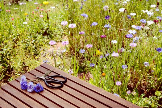 Cut cornflowers and garden scissors on a wooden table in a thriving wild flower garden