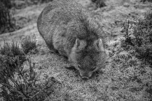 Adorable large wombat during the day looking for grass to eat