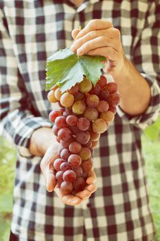 Pink grapes in farmer's hands