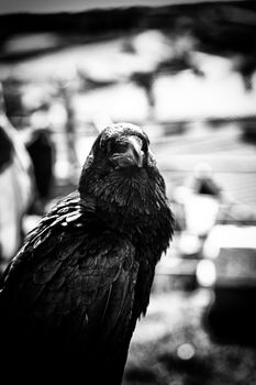 Black crow in nature, superstition and witchcraft