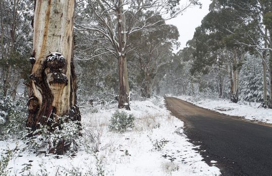 Australian gum trees in the snow