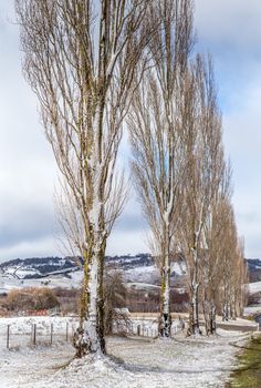Rows of poplars in the early morning after fresh snow fall in winter. Their trunks growing yellow and green lichens. A road meanders through lightly dusted hills in the background