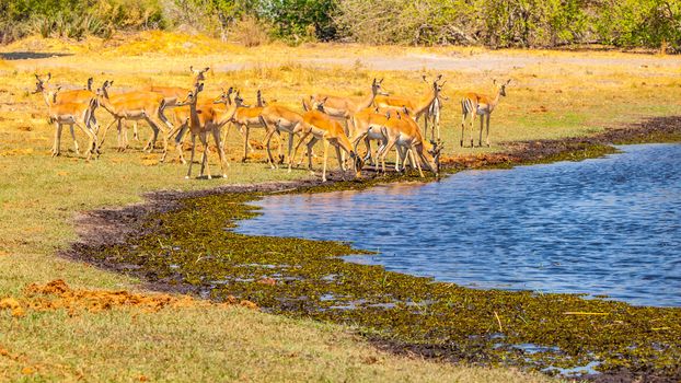 Herd of impalas at waterhole, Etosha National Park, Namibia, Africa.