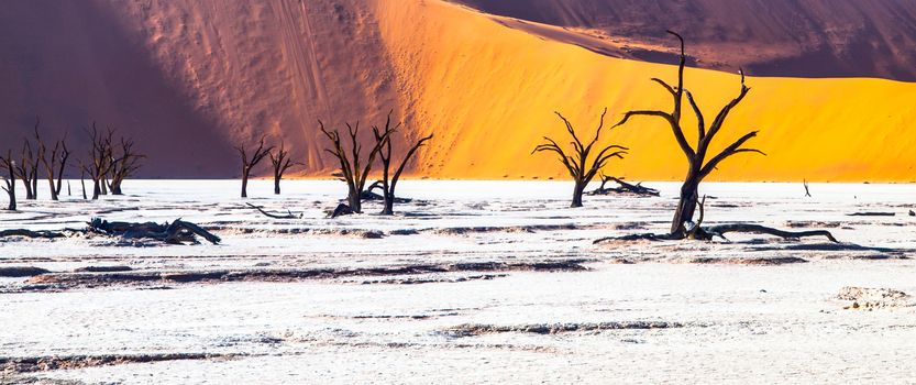 Dead camel thorn trees in Deadvlei dry pan with cracked soil in the middle of Namib Desert red dunes, Sossusvlei, Namibia, Africa