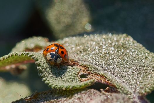 Macro of two little ladybirds on a leaf