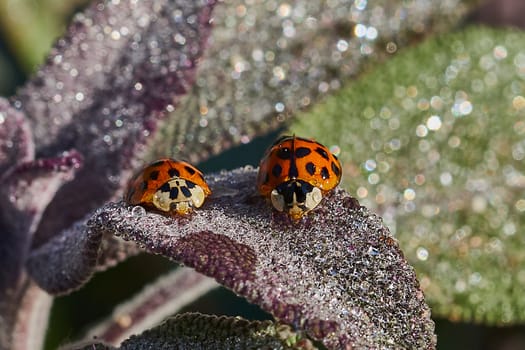 Two Little Ladybirds Resting on a Leaf