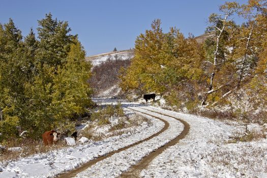 Cypress Hills First Snowfall