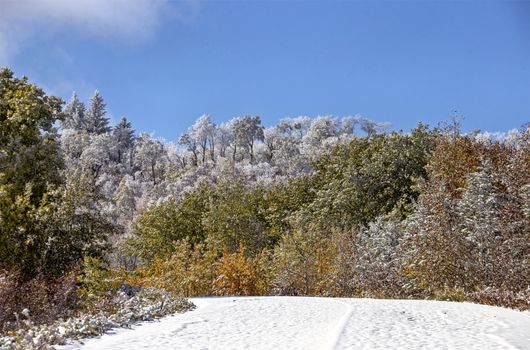 Cypress Hills First Snowfall