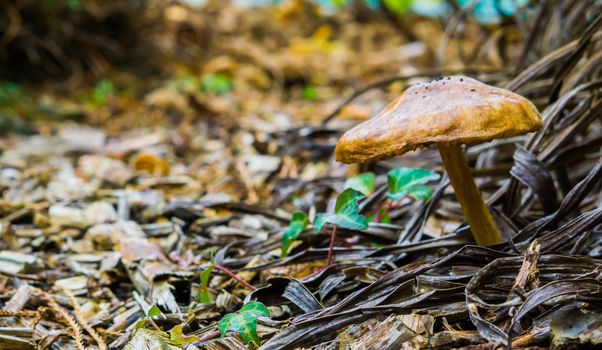 brown round mushroom in the forest with woodchips on the ground nature forest background
