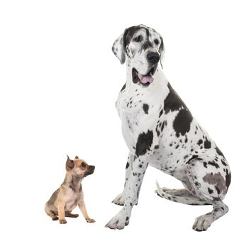 Bigest great dane and smallest chihuahua dog sitting isolated on