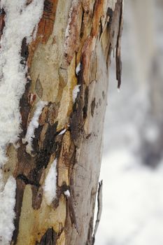 Colourful Australian gum tree bark in winter