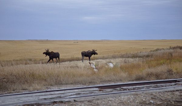 Prairie Moose Saskatchewan