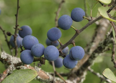 The small purple plums ripening on a branch.