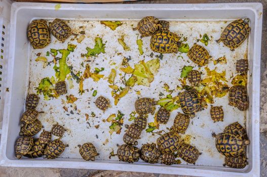 Small tortoises in Hammamet Tunisia