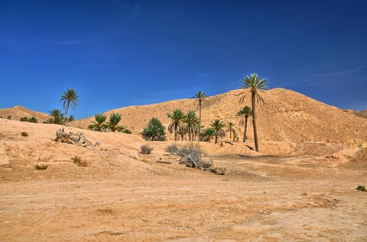 Palms in Sahara Desert, Tunisia, Africa, HDR