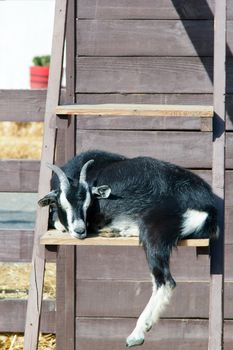 the goat climbed the ladder on the farm. photo
