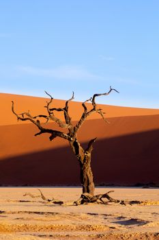 Dead Vlei landscape in Sossusvlei, Namibia Africa