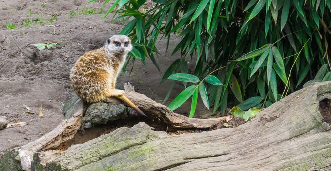 a cute meerkat sitting on a branch also know as a suricate a animal from the african desert