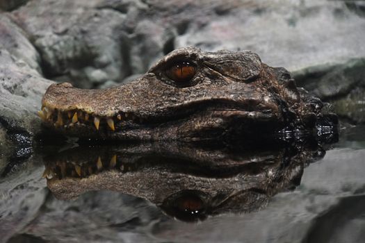 Portrait of Cuvier dwarf caiman crocodile in water