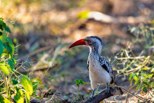 bird red-billed hornbill, Namibia, Africa wildlife