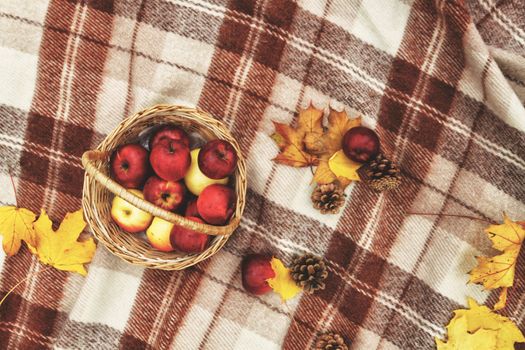 Checkered brown plaid, basket with apples, cones and yellow autu
