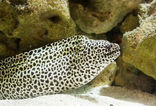 black spotted leopard moray eel in closeup, a long fish that lives in the indo pacific ocean