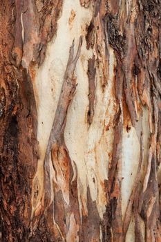 Tree bark abstract