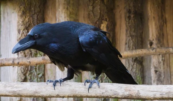 Big black raven on a branch in closeup, a popular mythological bird.