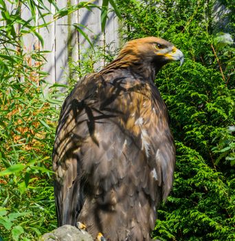endangered species, a big brown steppe eagle in closeup