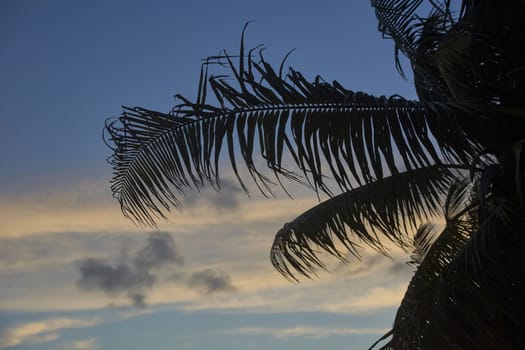 Palm tree leaf at sunset
