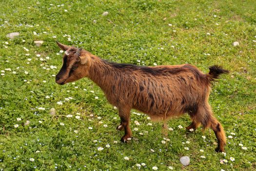 capra curiosa,curious goat