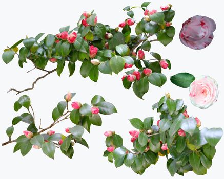 Beautifull camellia flowers and branch set in white background