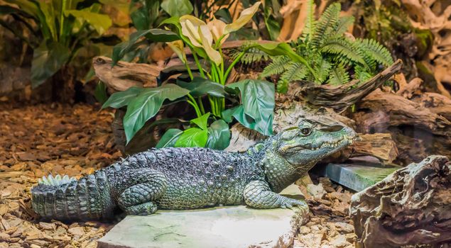 dwarf caiman crocodile laying on a stone, tropical reptile from America