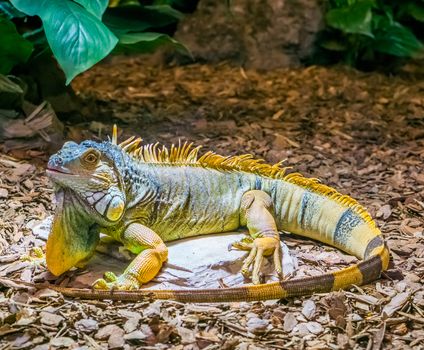 colorful iguana with banded tail and a beard, yellow brown orange colors, popular tropical pet from America, beautiful closeup portrait